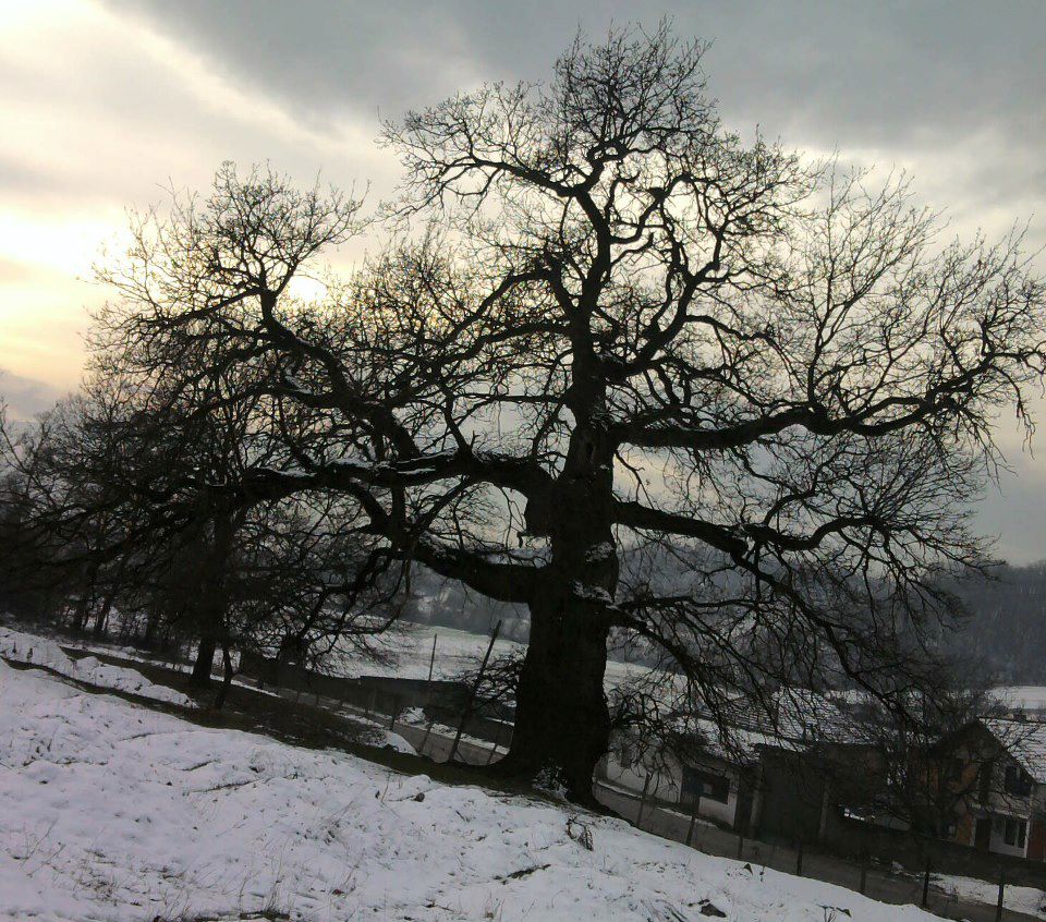  Lisi i Mujës  në Nagavc të Rahovecit  monument nën mbrojtje që po shndërrohet në rrezik për banorët
