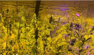  Janë bimë kanabisi  kishte edhe dhomë përpunimi   flet hetuesi i laboratorit të drogës në Pejë