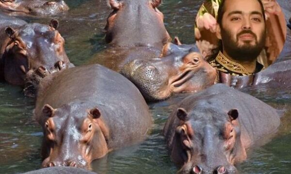 Ofertë tronditëse në Kolumbi  Manjati indian shpëton hipopotamët e Escobarit