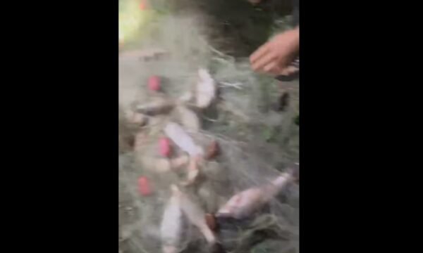 Gjenden rrjeta ilegale në Ujman dhe disa lumenj  kishin zënë dhjetëra peshq