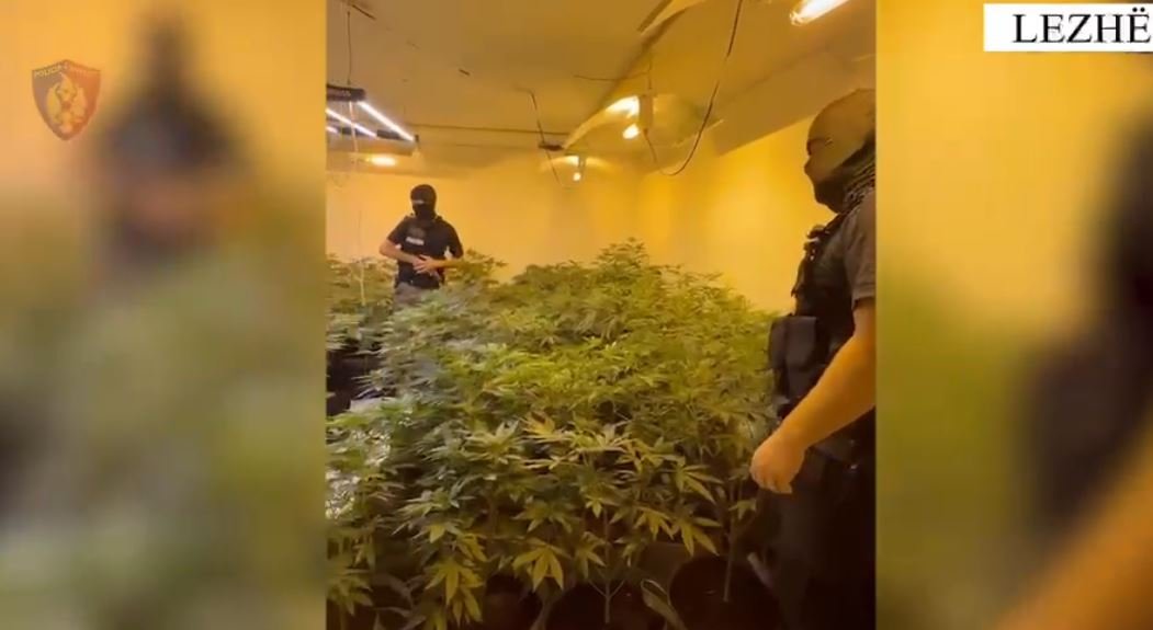 Policia zbulon 5 ambiente për kultivimin e kanabisit në Lezhë